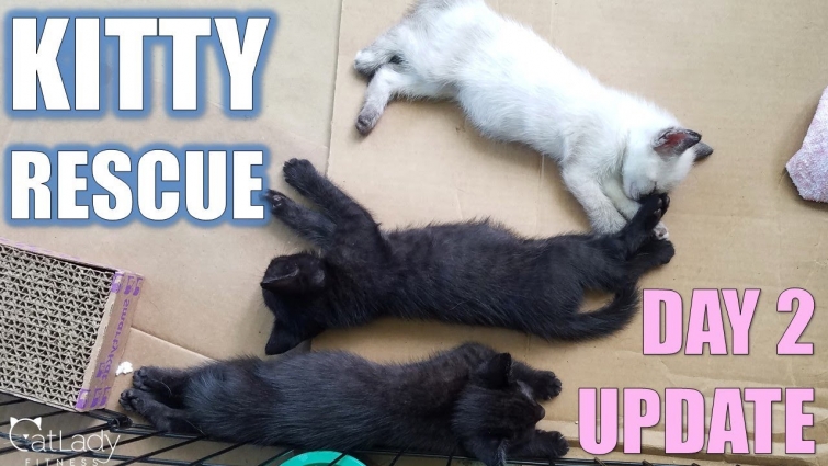 Black Betty & her Kitten Rescue: DAY 2 update 😻😻