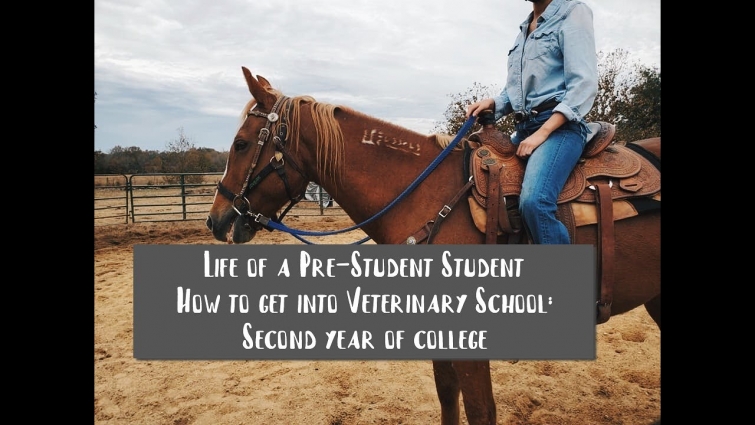 How to get into Veterinary School: Second Year of College (Pre-Vet Major)