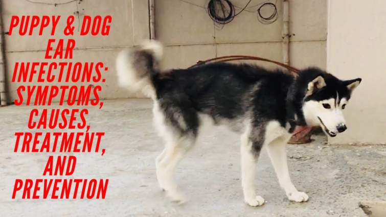 Pet-Care | Puppy & Dog Ear Infections: Symptoms, Causes, Treatment, and Prevention