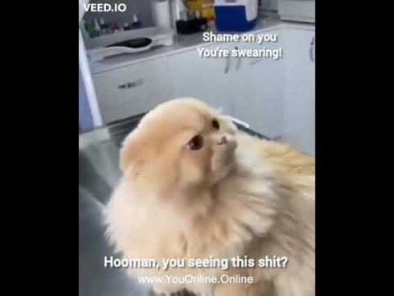 Cat vs the vet