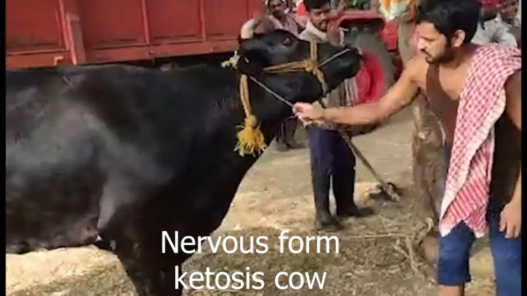 Classical Ketosis (Initial nervous form)||How vet diagnosed and treated and saved the cow