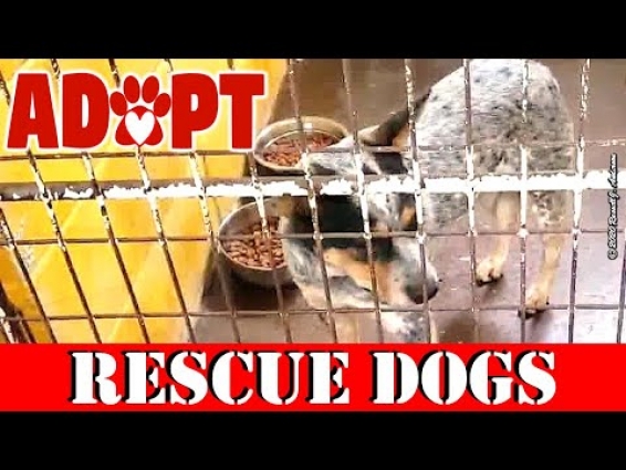 National Rescue Dog Day, Day 2, Adoptable PETS, Video of Rescue Dogs in Animal Shelter Near Me