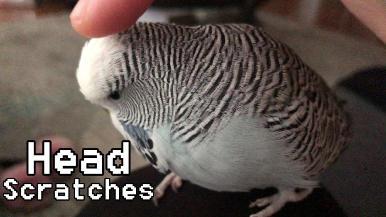 The First Time My Three Year Old Budgie Allowed Me to Give Him Head Scratches 😍😘