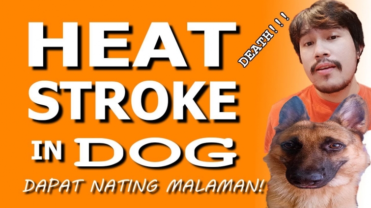 Heat Stroke in Dog | Mga dapat nating malaman! | Master Vet