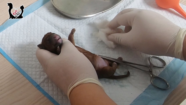 Saving a newborn baby puppy with heart stopping – God has saved newborn puppies