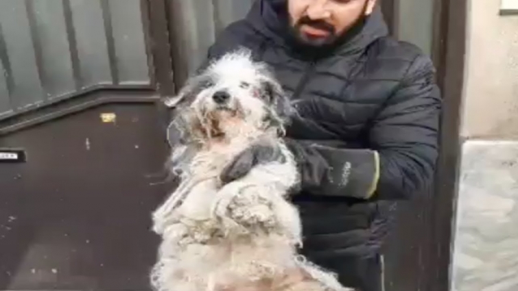 Abandoned Dog with Severely Matted Fur Gets Back to Life