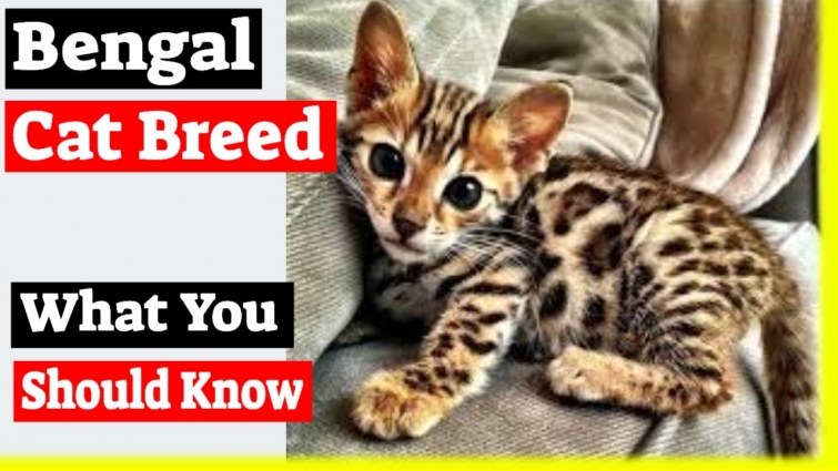Bengal Cat Breed – What You Should Know About Bengal Cats!