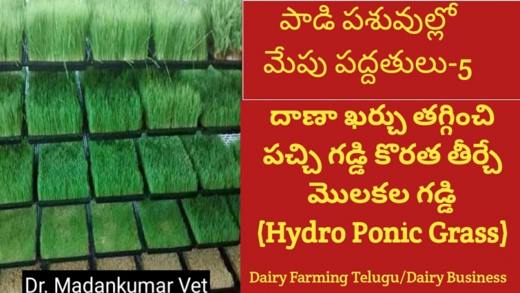 Hydroponic Fodder Feeding | Successful Dairy Farm Telugu | Dairy Business Telugu |Dr. Madankumar Vet