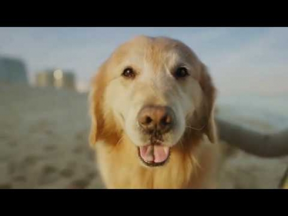 WeatherTech Super Bowl ad featuring Scout