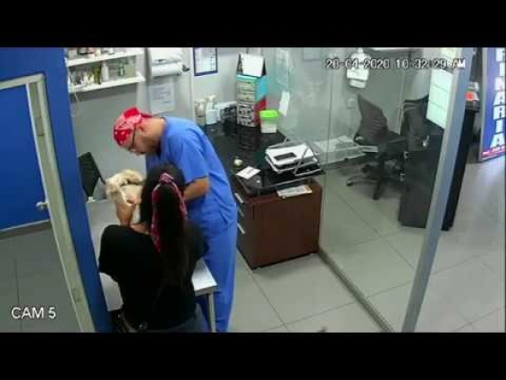 Cat Doesn't Like Vet Giving Dog Vaccination and Bites him on Thigh – 1121409
