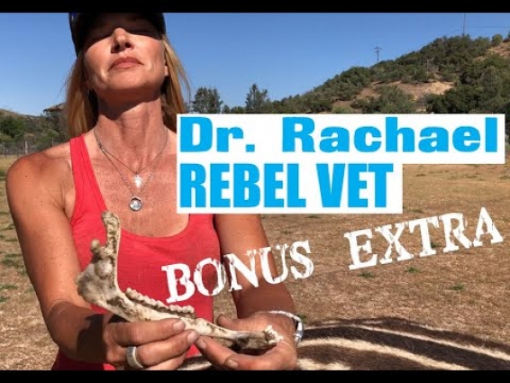Dr. Rachael 'Rebel Vet' Bonus Extra 'Stump the Vet'