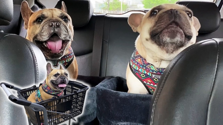 French Bulldog Tantrum At The Vet Then Gets  A Surprise 😲