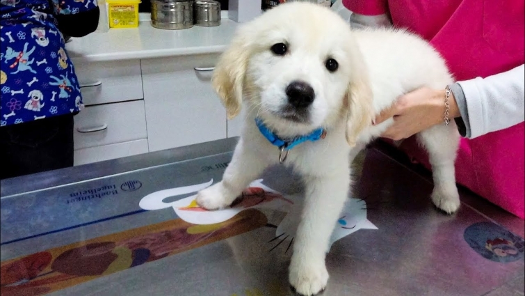 Puppy's First Visit to the Vet. Golden Retriever Puppy The First Time At Doctor!