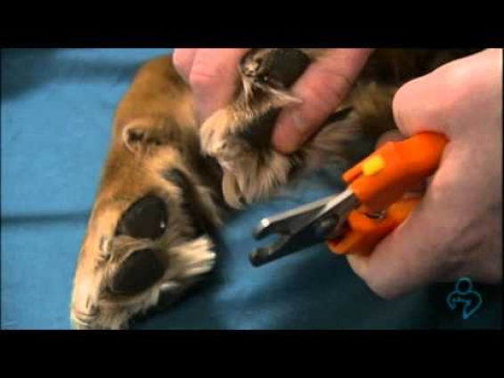 Willard Vet Tutorial: How to clip your dog's nails