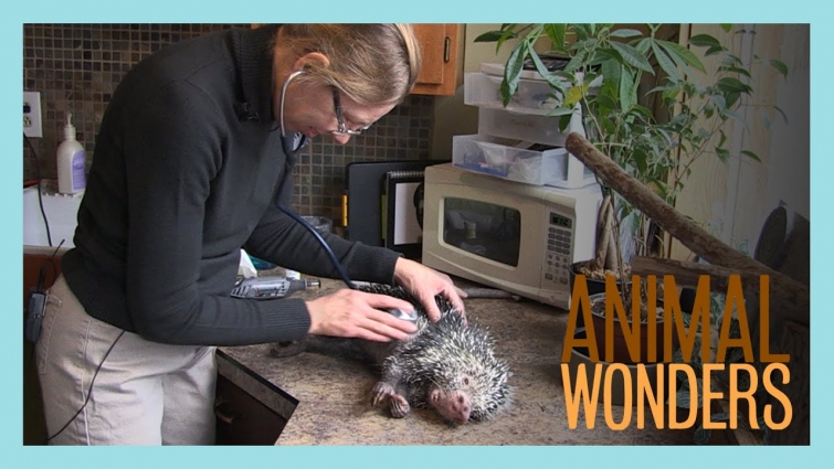 Kemosabe's Vet Visit