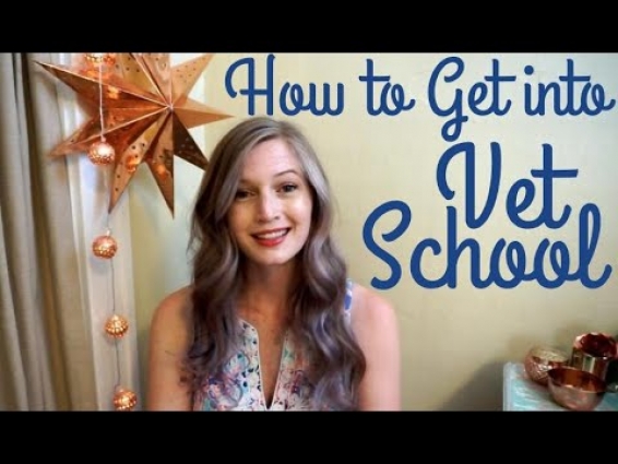 How to Get into Vet School | BellaVet