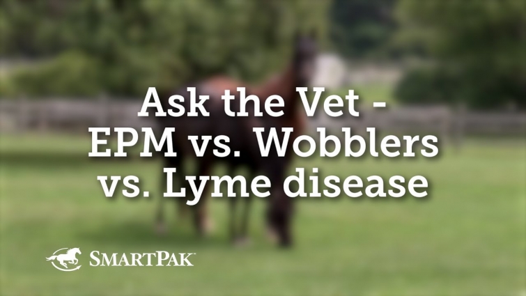 Ask the Vet – EPM vs Wobblers vs Lyme disease