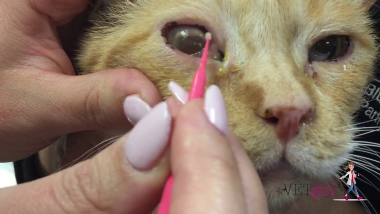 How to perform corneal cytology in a cat | VETgirl Veterinary Continuing Education Videos