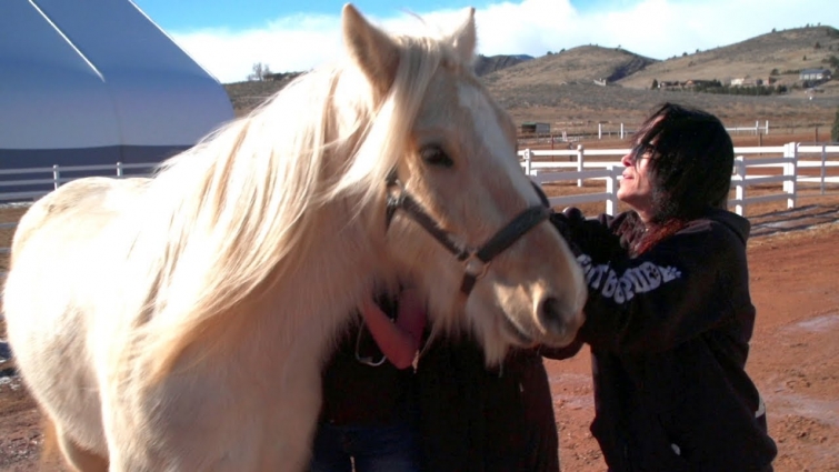 These Veterinarians Will Remove This Therapy Horse's Tumor Without Leaving The Farm