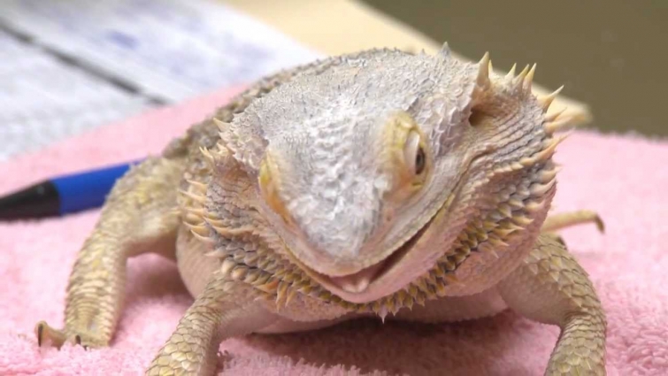Bearded Dragon Enjoys a Roach – Exotic Pet Vet
