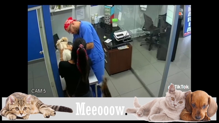 Cat attacks vet after spotting its terrified dog friend getting injection