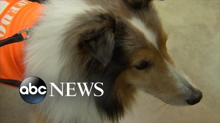 Vet Student Saves Sick Dog About to Be Euthanized