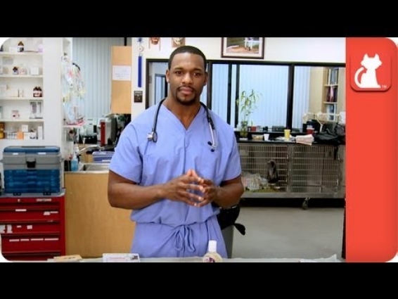 Guide to Flea and Tick Medication – Ask A Vet