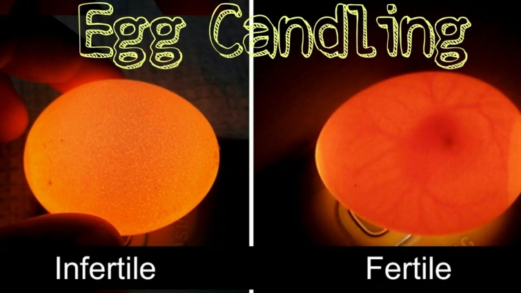 How to Check the Fertility of Eggs || DIY || Eggs Candling || Vet Dr. Moazzam Ali