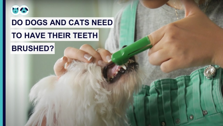 Do Dogs and Cats Need to Have Their Teeth Brushed?