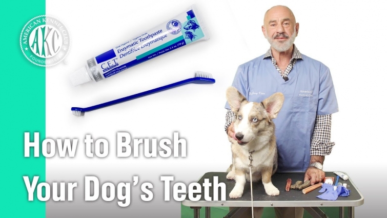 How to Brush your dog's teeth – AKC Vet's Corner