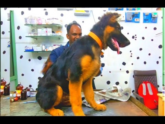 Temperament  of Rottweilers Puppies and German Shepherd | My Client Pets 52