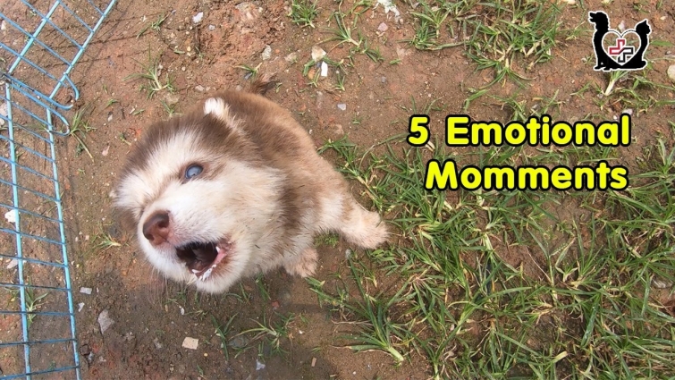 5 Most Emotional Saving animal of Vietnam Animal Vet clinic