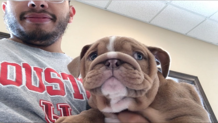 English Bulldog Puppy Visits VET for the first time.. She was nervous