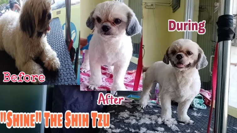 SUMMERCUT FOR "SHINE" THE SHIH TZU | BEFORE DURING AND AFTER || GROOMER STYLE