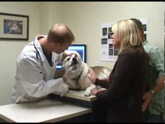 Welcome to Veterinary Dental Specialties & Oral Surgery