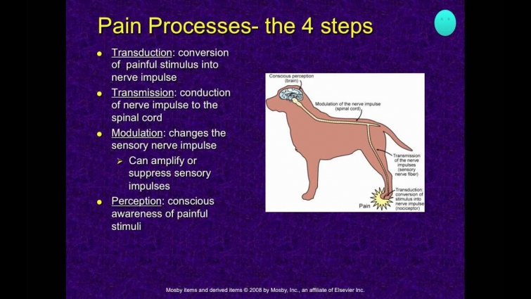 Sensory Anatomy of the Dog and Cat (VETERINARY TECHNICIAN EDUCATIONAL VIDEO)