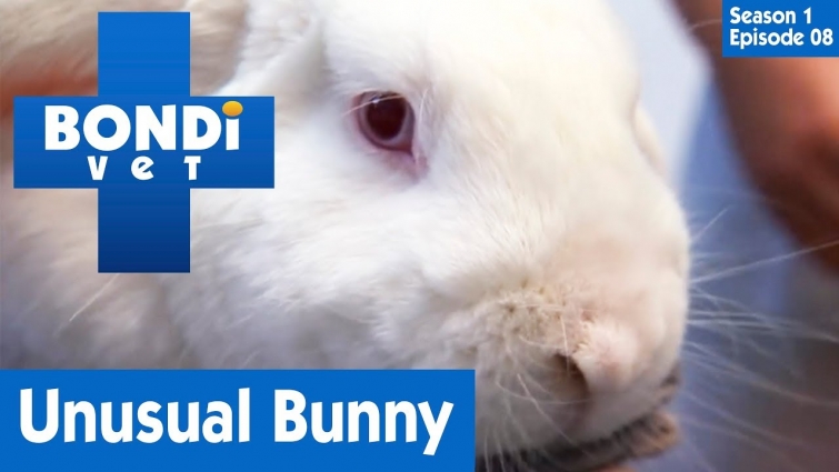 🐰 Unusual Bunny | FULL EPISODE | S01E08 | Bondi Vet