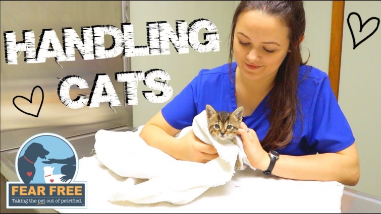 How To: Handle Stressed & Aggressive Cats At The Vet