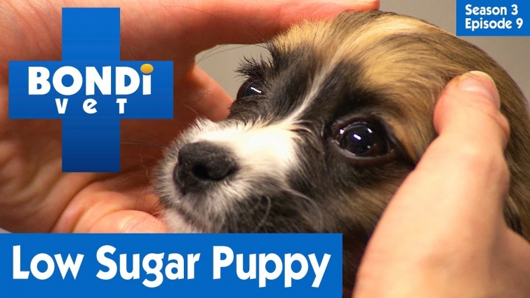 Low Sugar Puppy | FULL EPISODE | S03E09 | Bondi Vet
