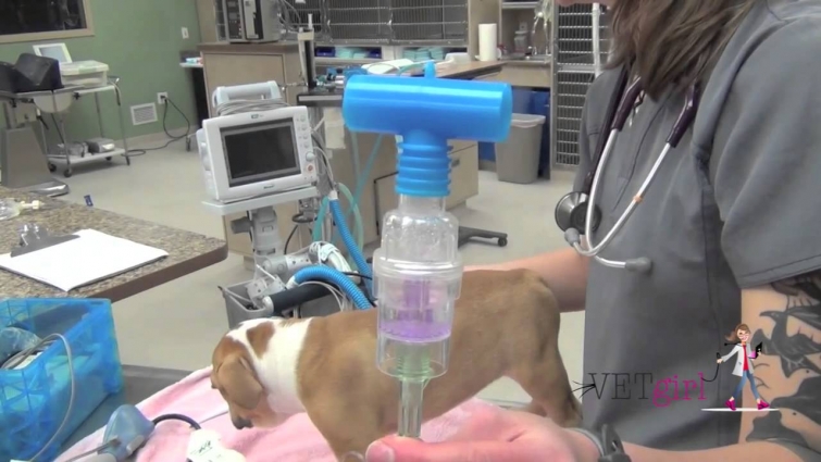 Kennel cough pneumonia in a dog | VETgirl Veterinary CE Videos