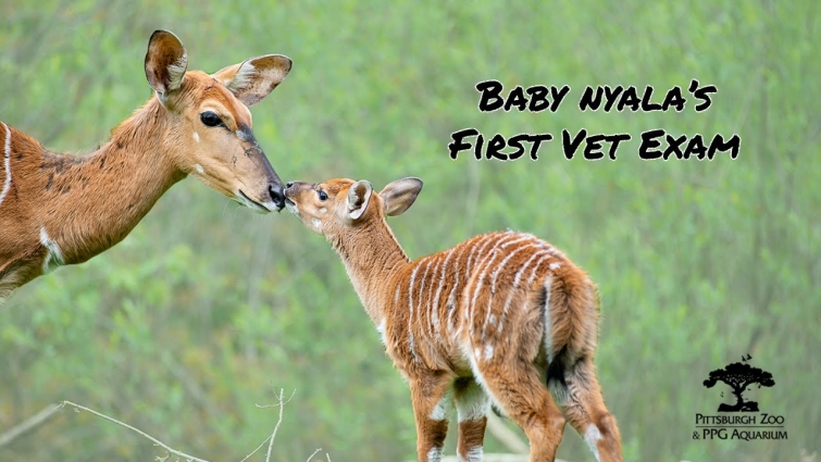 Baby Nyala's First Exam (Vet Series)