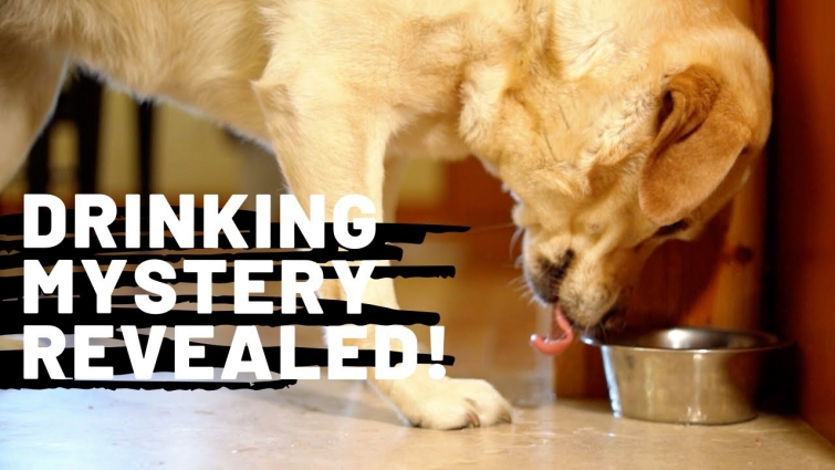 How Dogs Drink Water