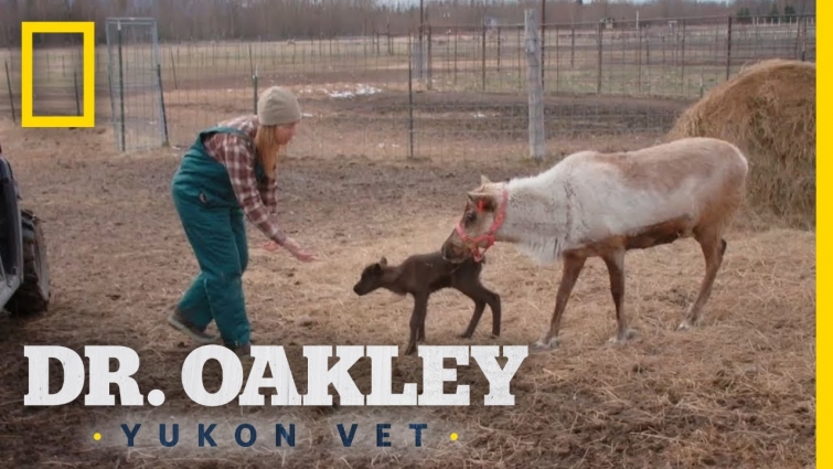 A Herd of Baby Reindeer | Dr. Oakley, Yukon Vet