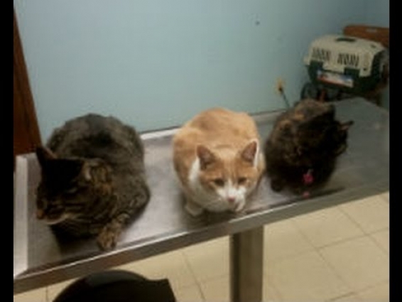 Funny Cat Video…Cats Get Right Into Carrier At The Vet's Office