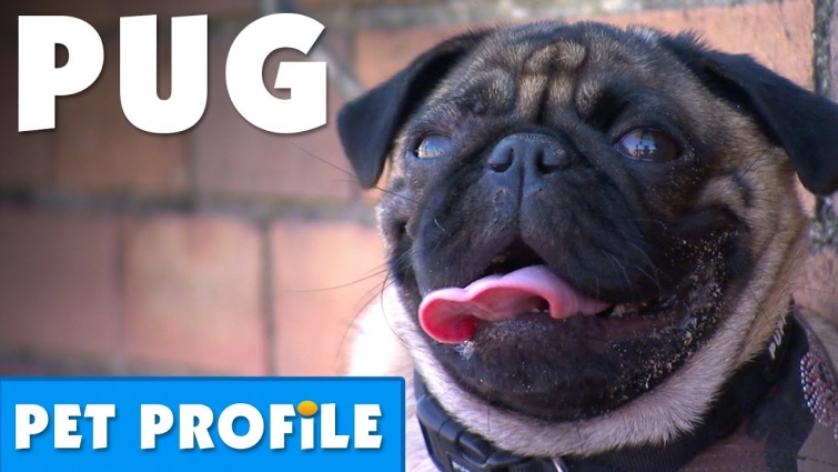 The Pug Pet Profile | Bondi Vet