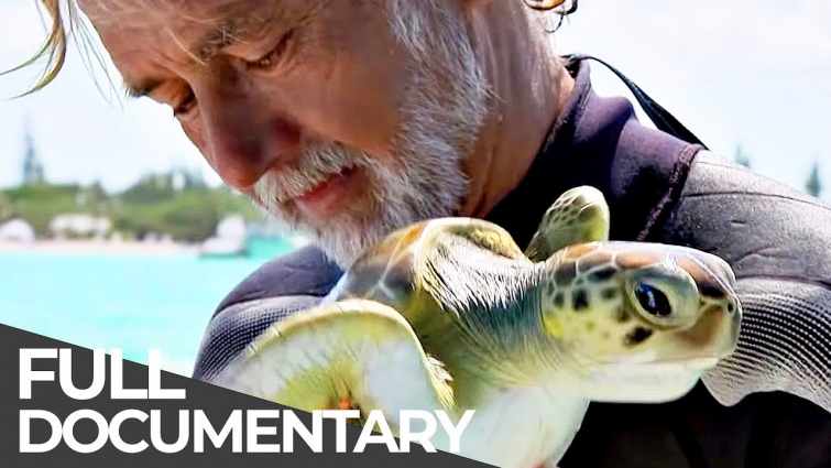 Bermuda’s Green Sea Turtles | Ocean Vet | S01 E05 | Free Documentary