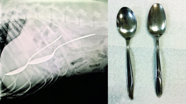 X-Rays Show All The Crazy Things Veterinarians Remove From Animals' Stomachs