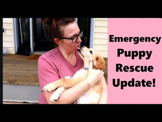 Vet Check Update! Three Weeks With Our Abused Rescue Pup