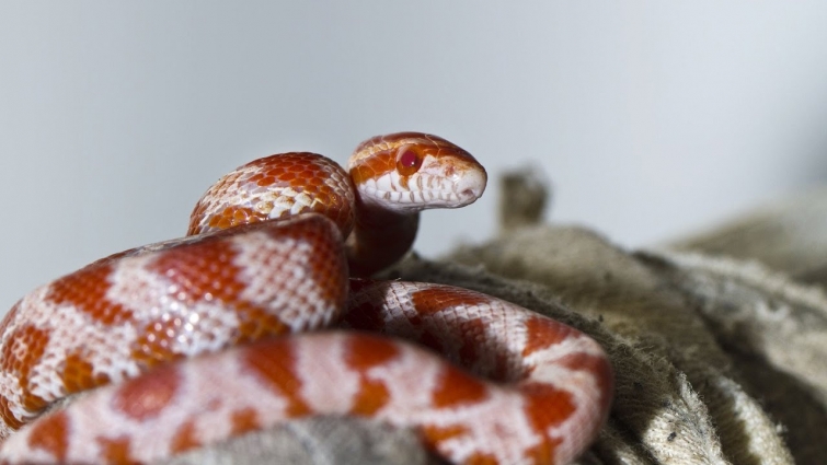 Signs You Should Take Your Snake to a Vet | Pet Snakes