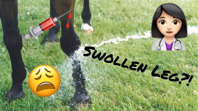 Treat a horse's swollen leg // Vet Tips